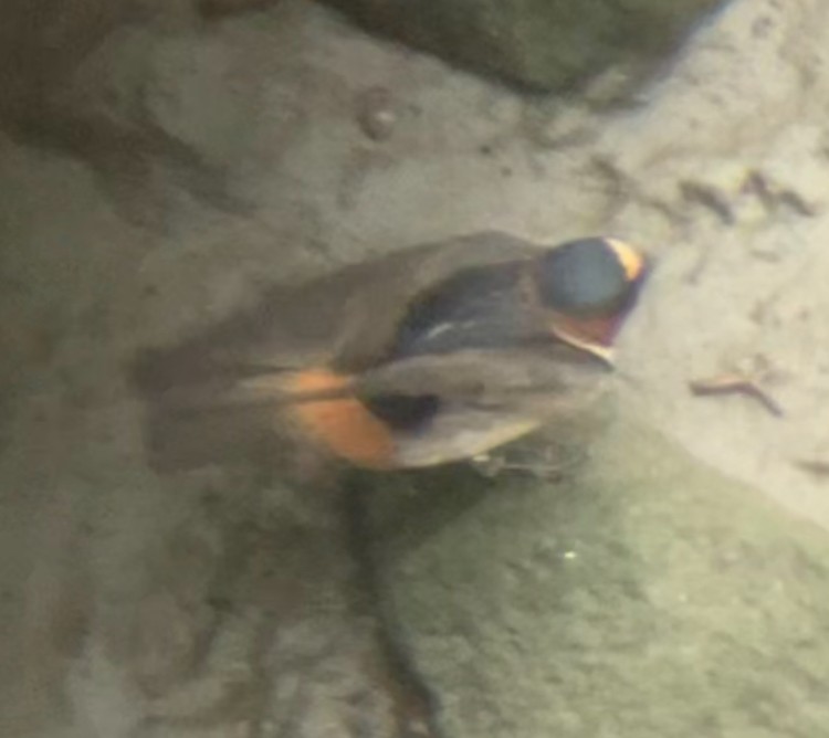 Cliff Swallow - ML635913239