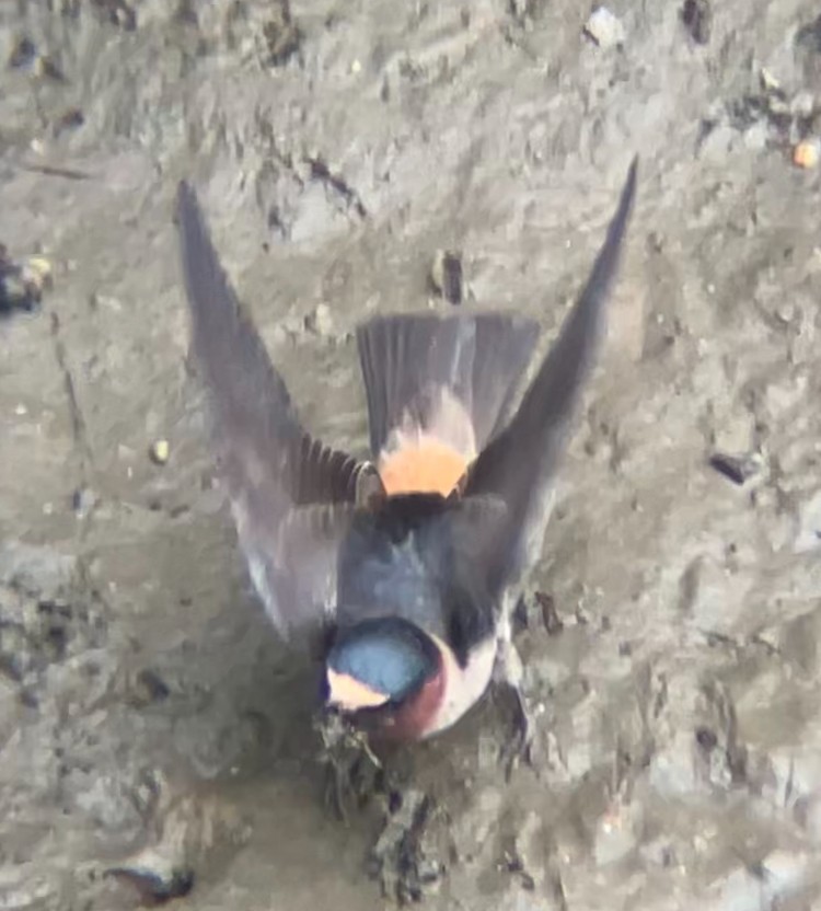 Cliff Swallow - ML635913240
