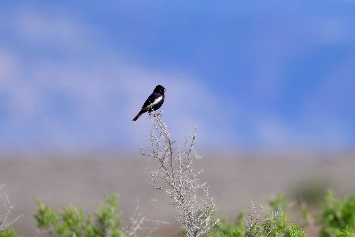 Lark Bunting - ML635913258