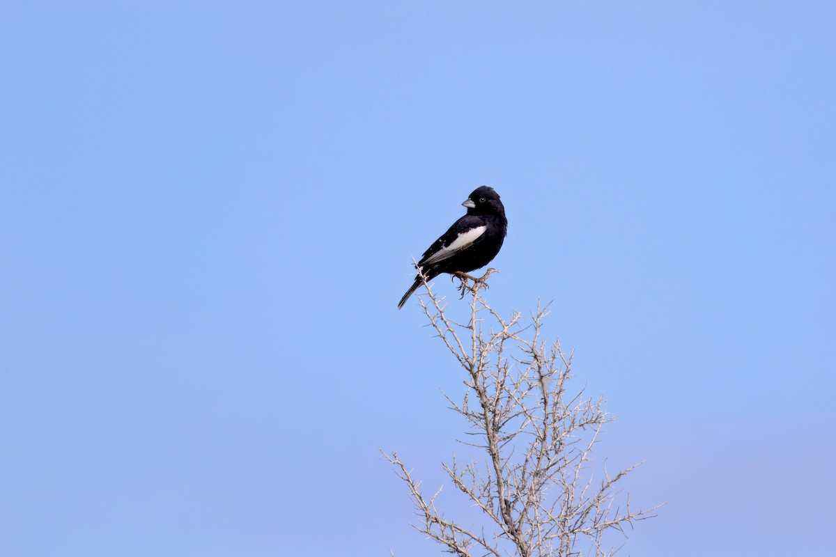 Lark Bunting - ML635913259
