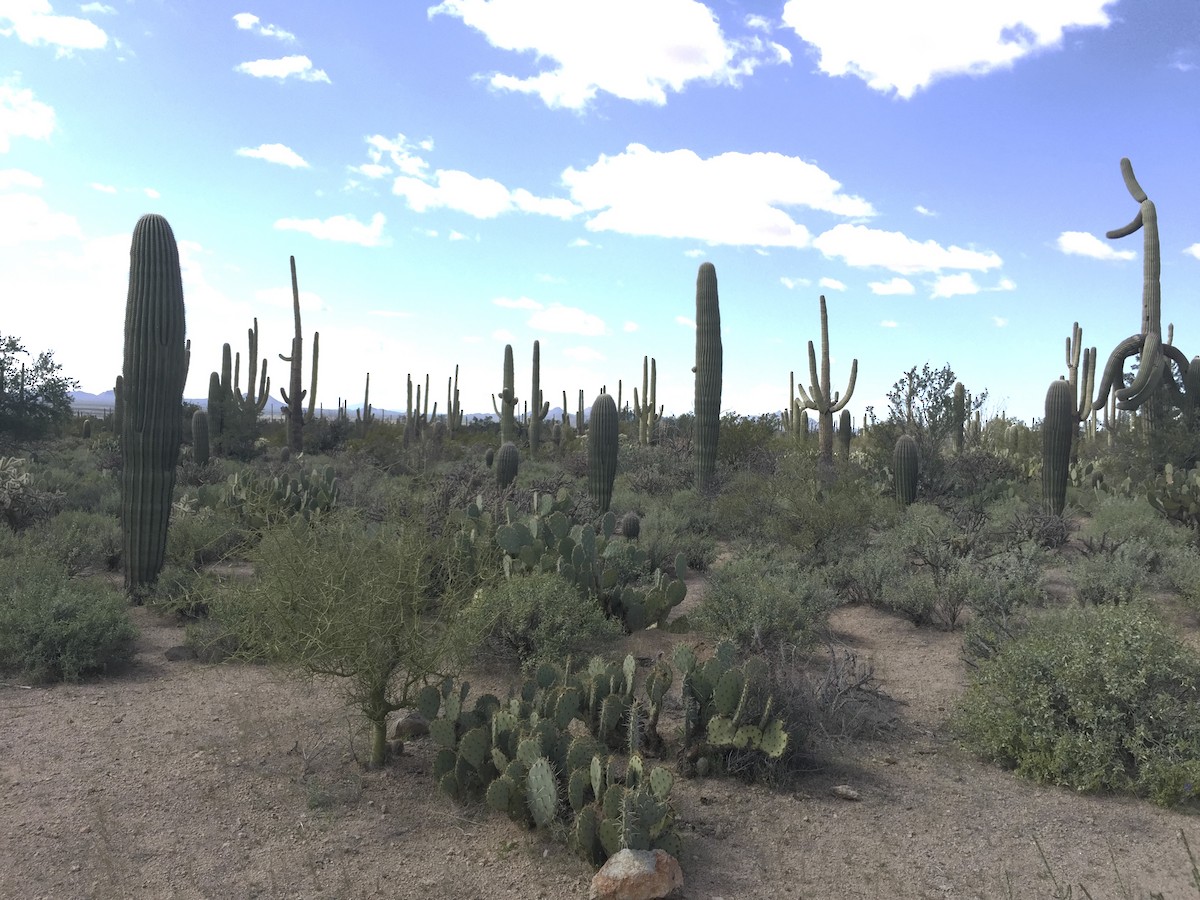 null - ML635913285