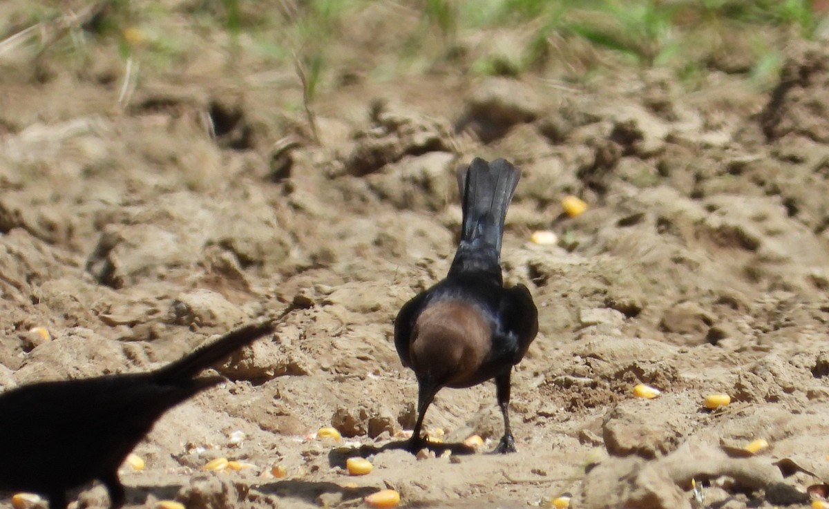 コウウチョウ - ML635913291