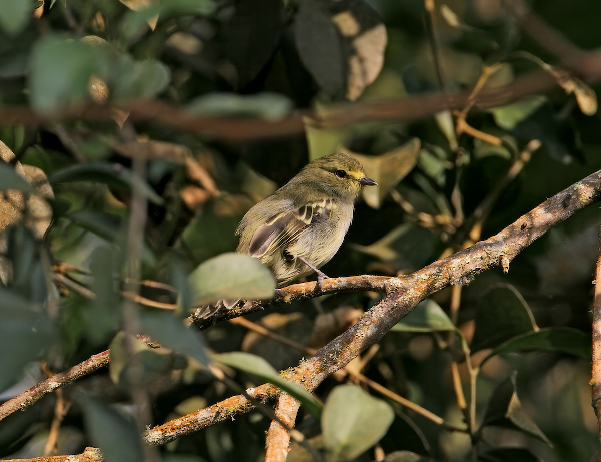 Golden-faced Tyrannulet (Golden-faced) - ML635913356