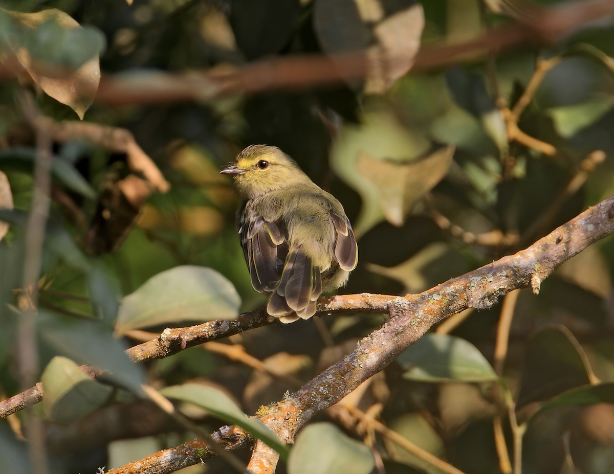 Golden-faced Tyrannulet (Golden-faced) - ML635913357