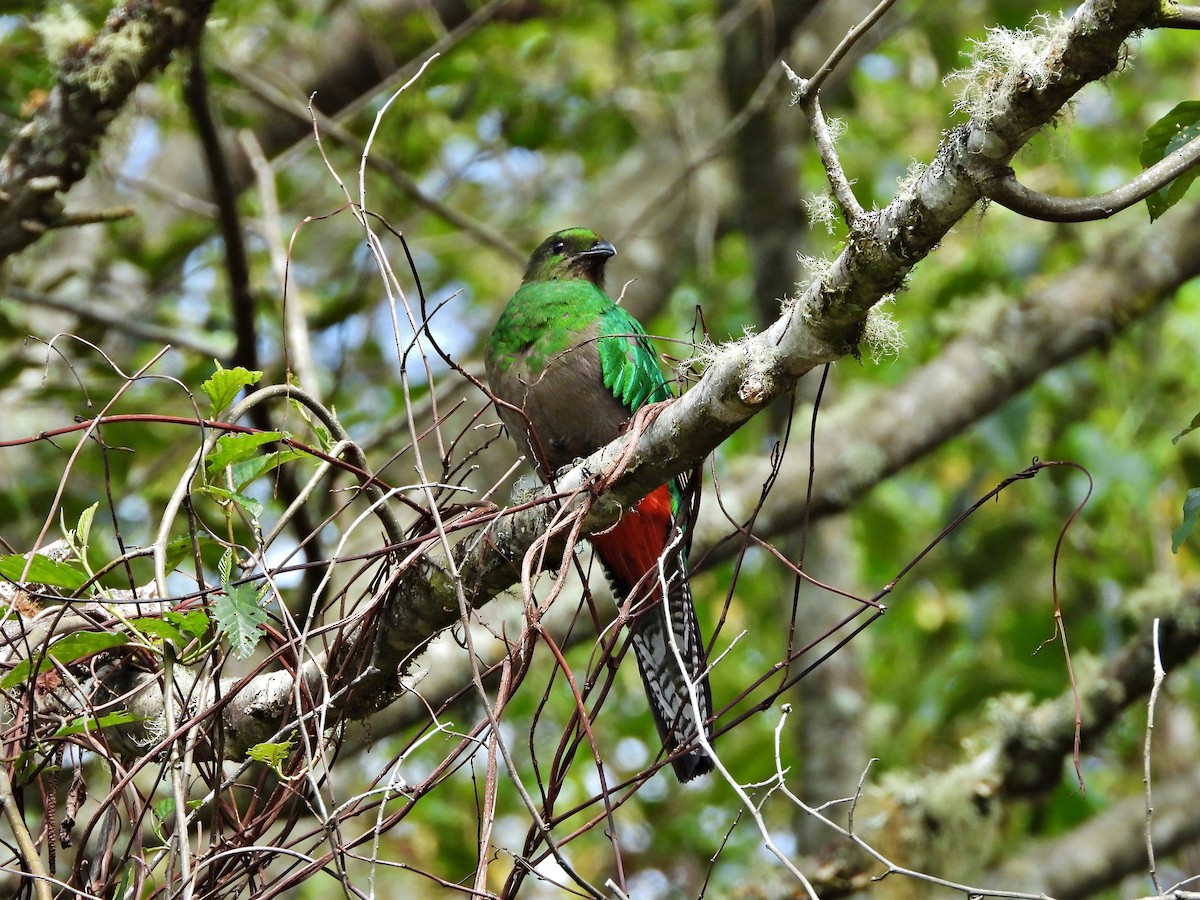 Resplendent Quetzal - ML635913419