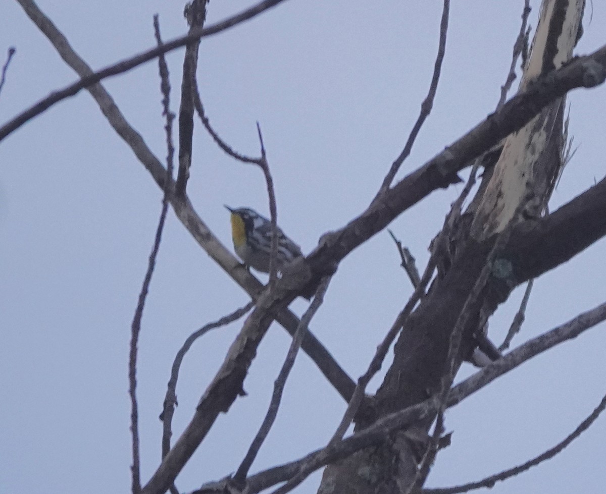 Yellow-throated Warbler - ML635913441