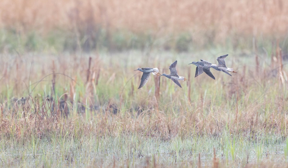 Lesser Yellowlegs - ML635913772