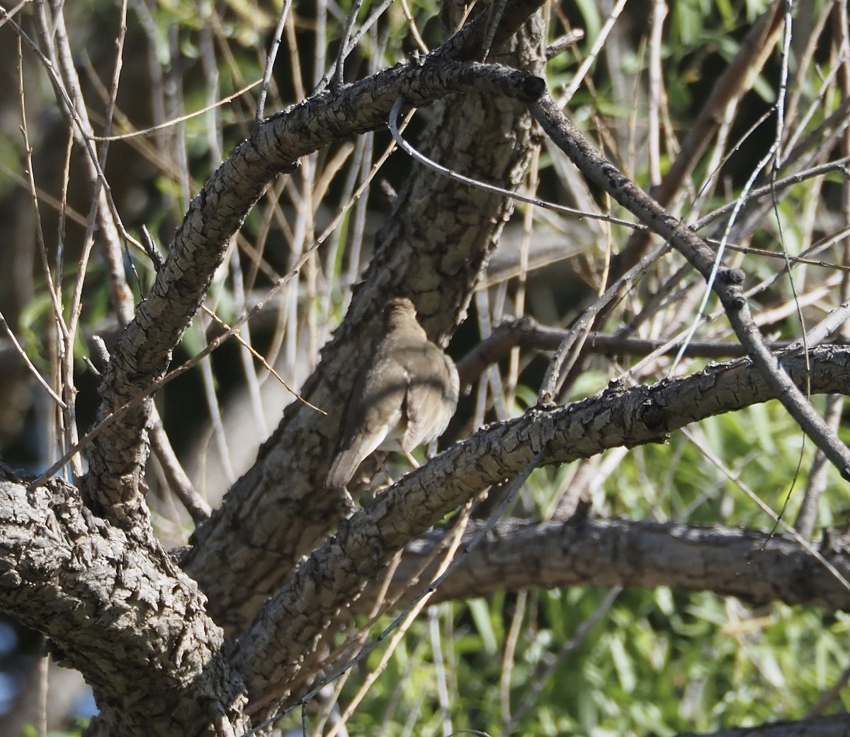 Catharus sp. - ML635913967