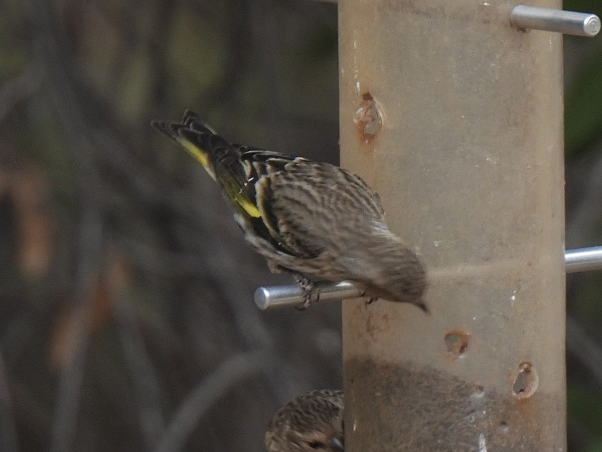 Pine Siskin - ML635914036