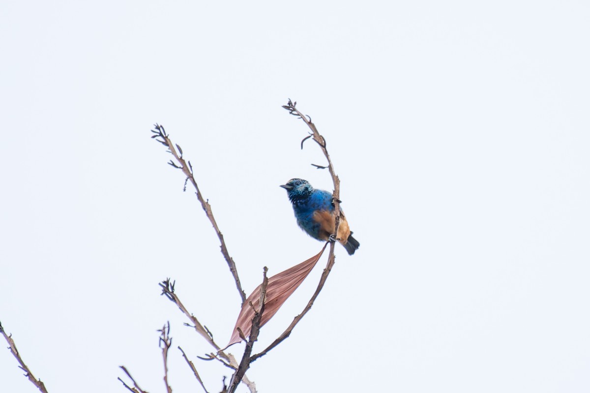 Opal-rumped Tanager - ML635914103