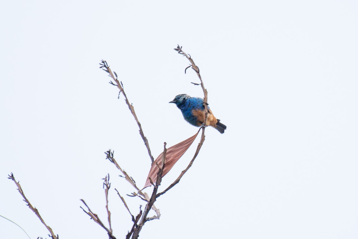 Opal-rumped Tanager - ML635914104