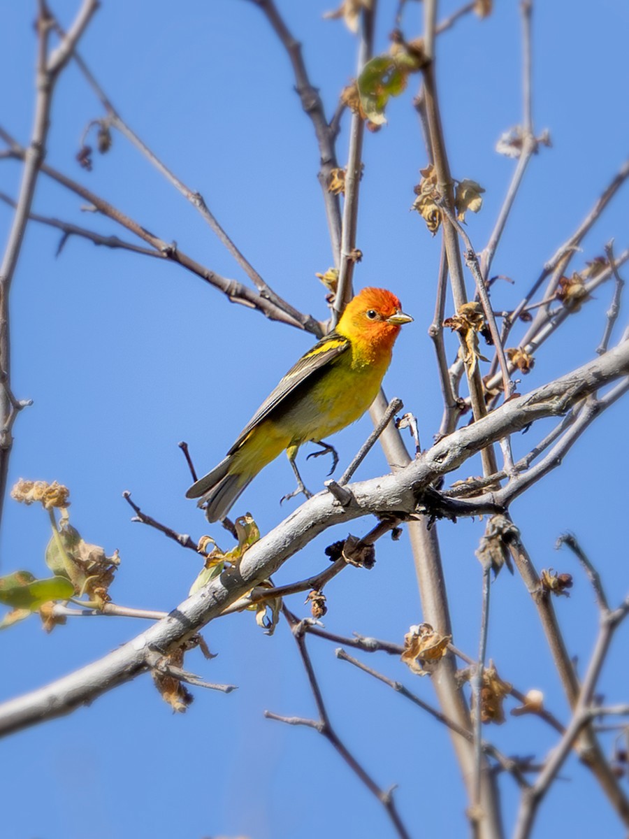 Western Tanager - ML635914237