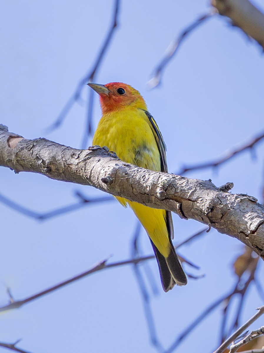 Western Tanager - ML635914238