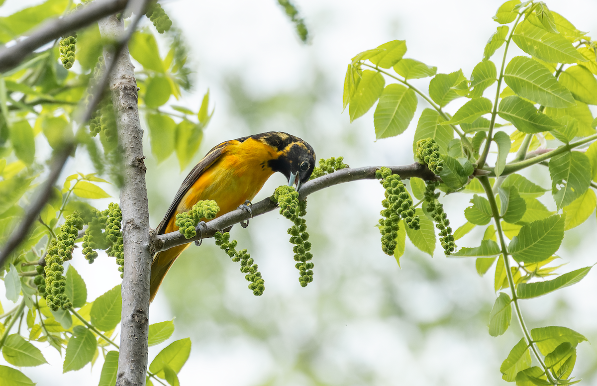Baltimore Oriole - ML635914266
