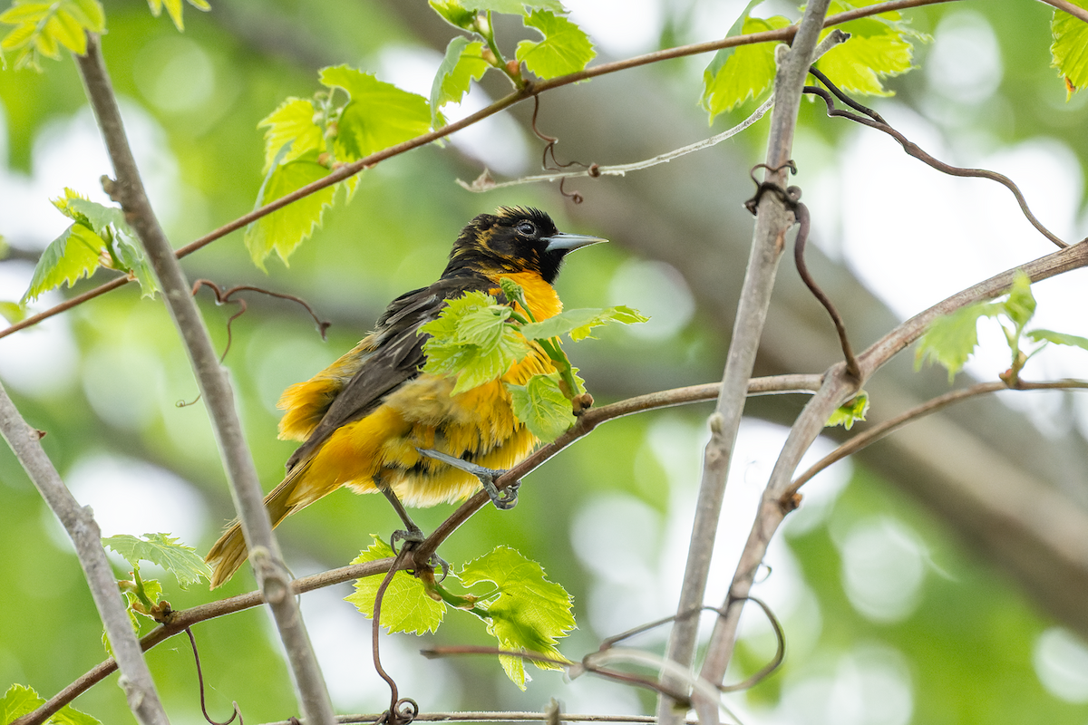 Baltimore Oriole - ML635914267