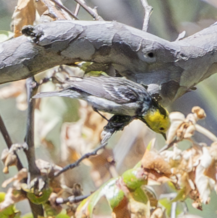 Hermit Warbler - ML635914302