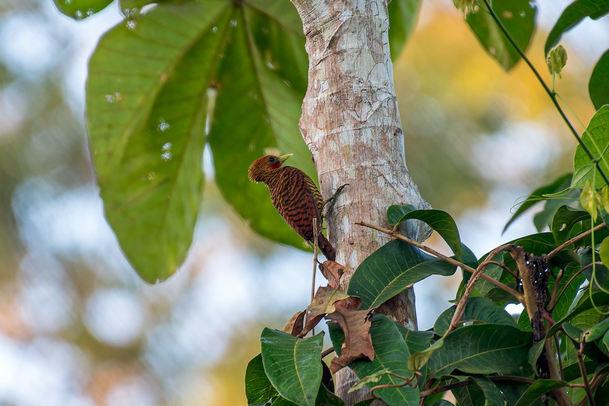 Waved Woodpecker (Waved) - ML635914364
