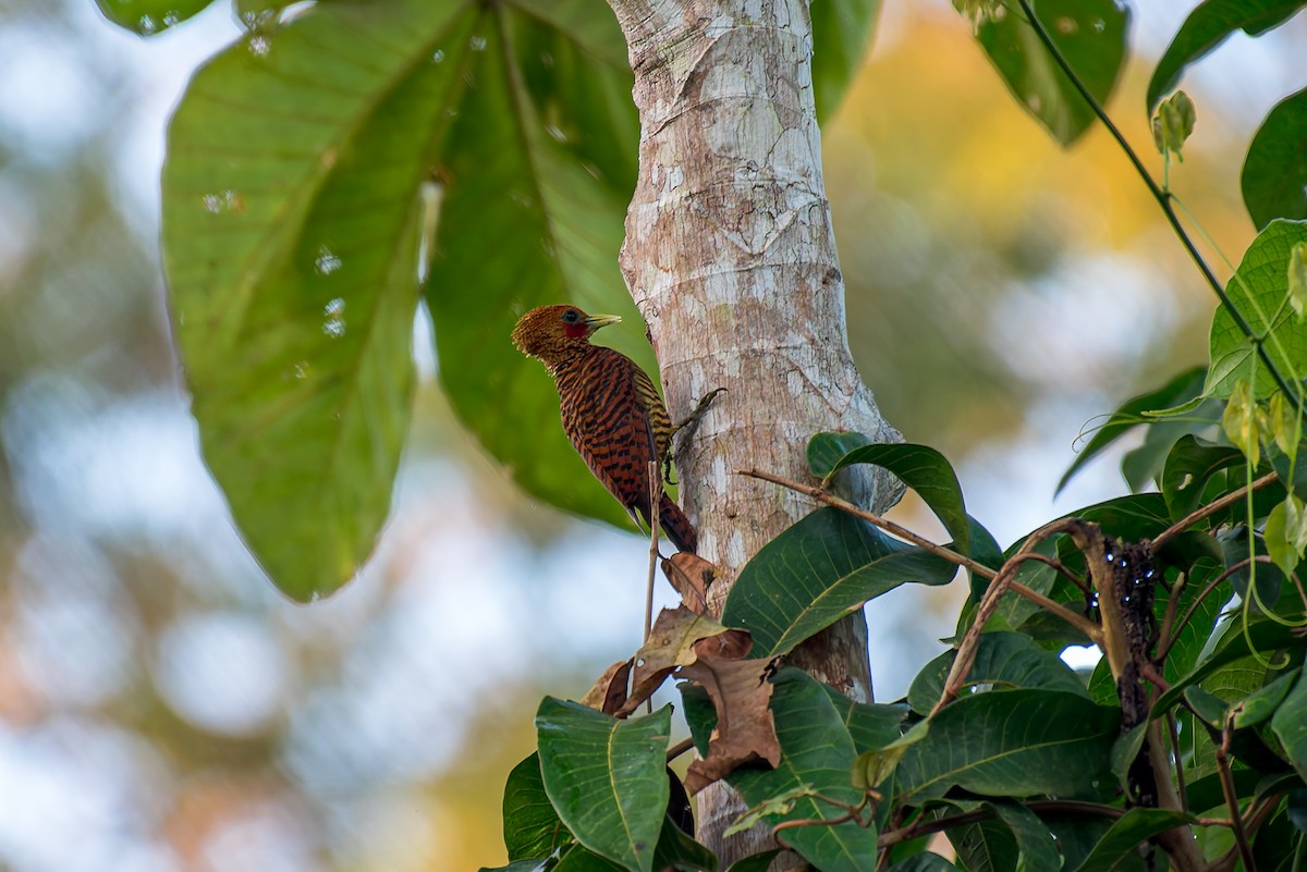 Waved Woodpecker (Waved) - ML635914365