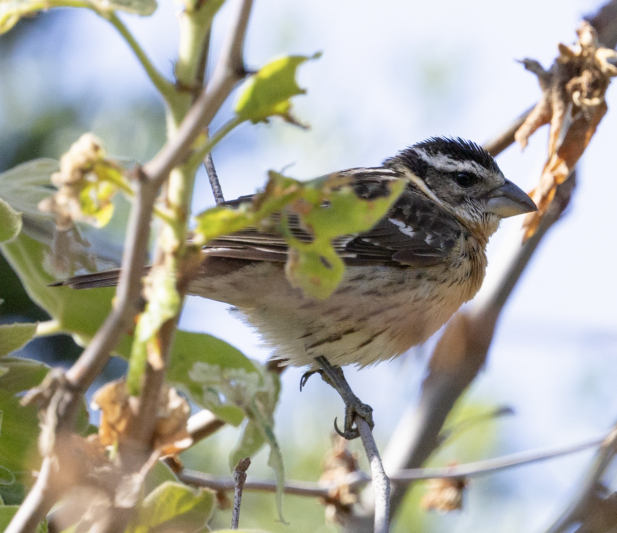 Black-headed Grosbeak - ML635914401