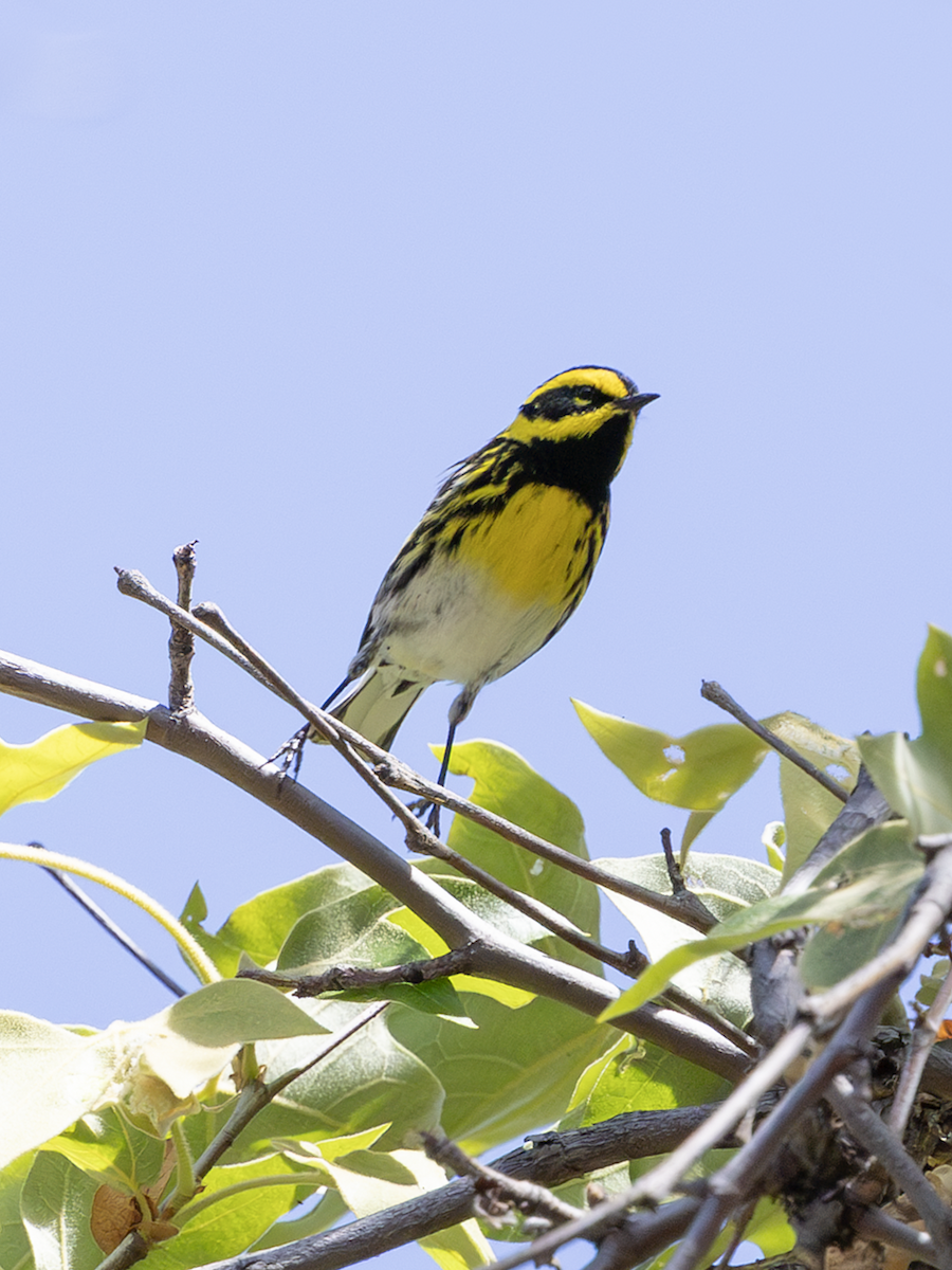 Townsend's Warbler - ML635914443