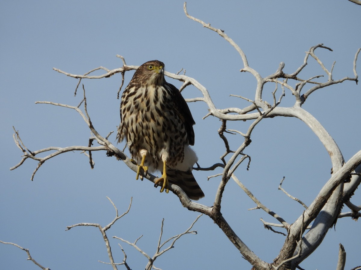 Chilean Hawk - ML635914470