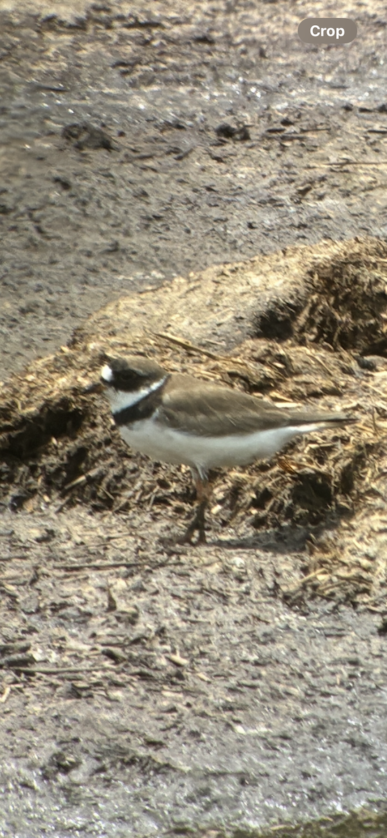 Semipalmated Plover - ML635914516