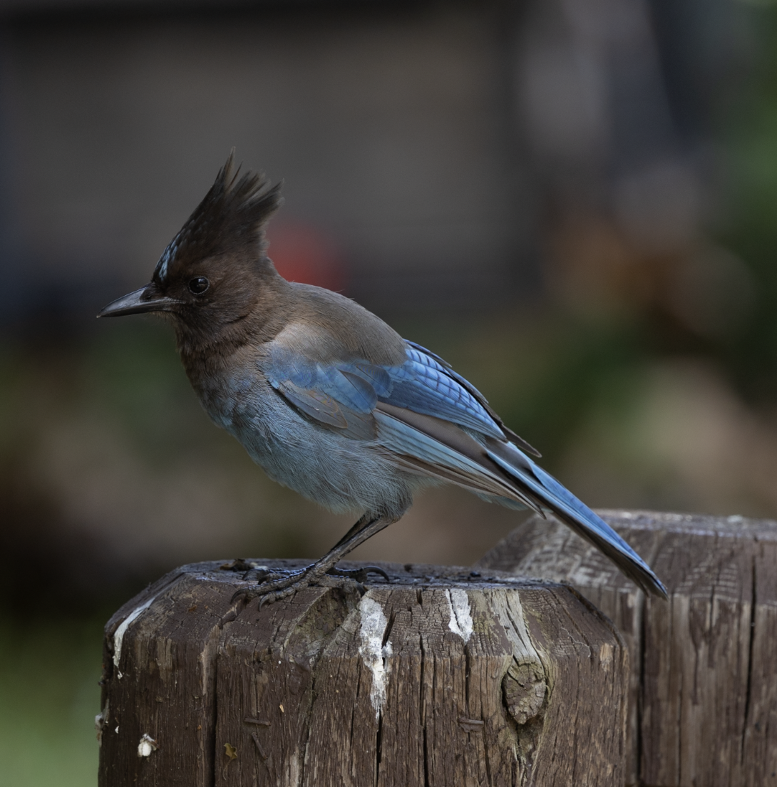 Steller's Jay - ML635914519