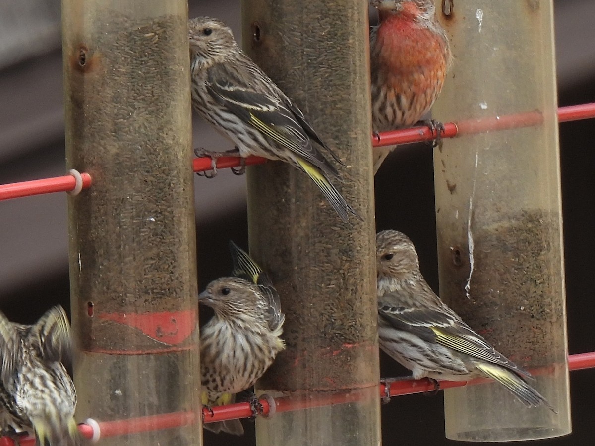 Pine Siskin - ML635914532