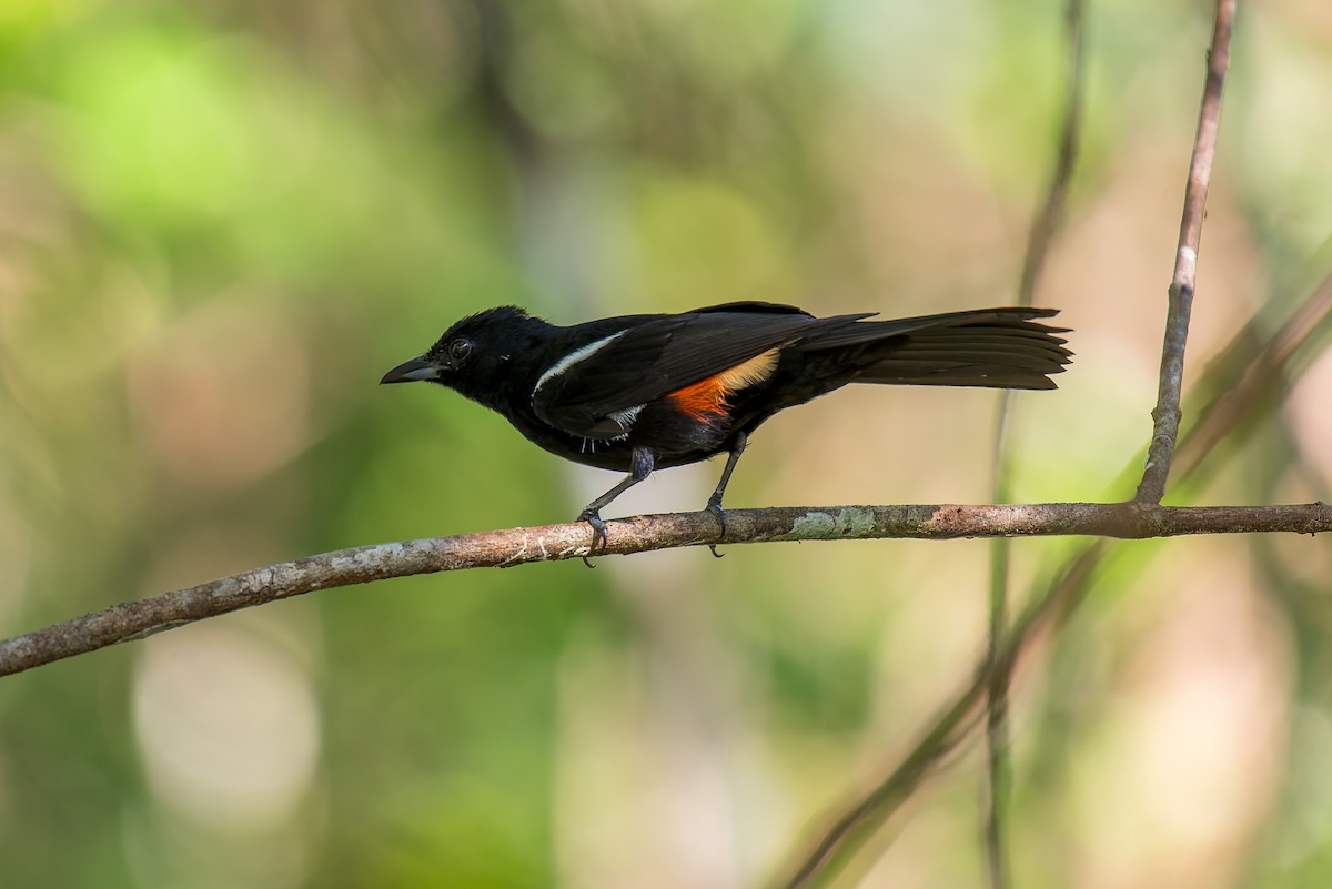 Fulvous-crested Tanager - ML635914634