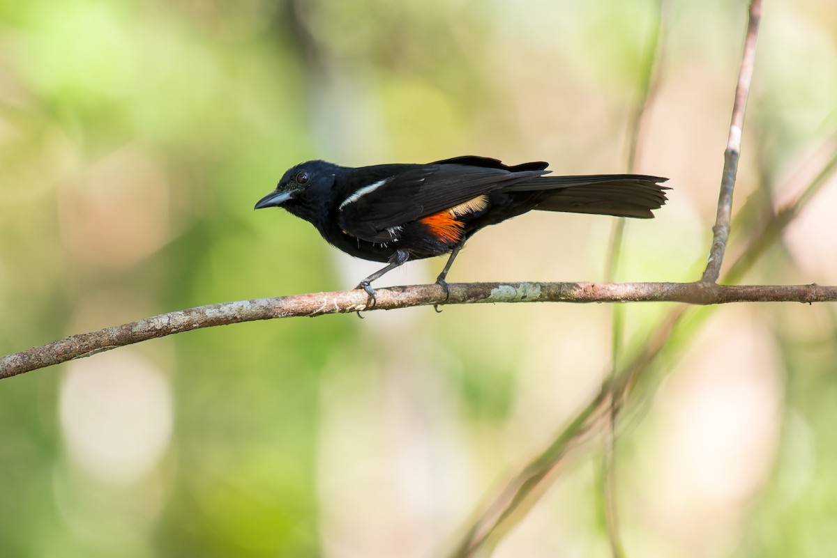 Fulvous-crested Tanager - ML635914635