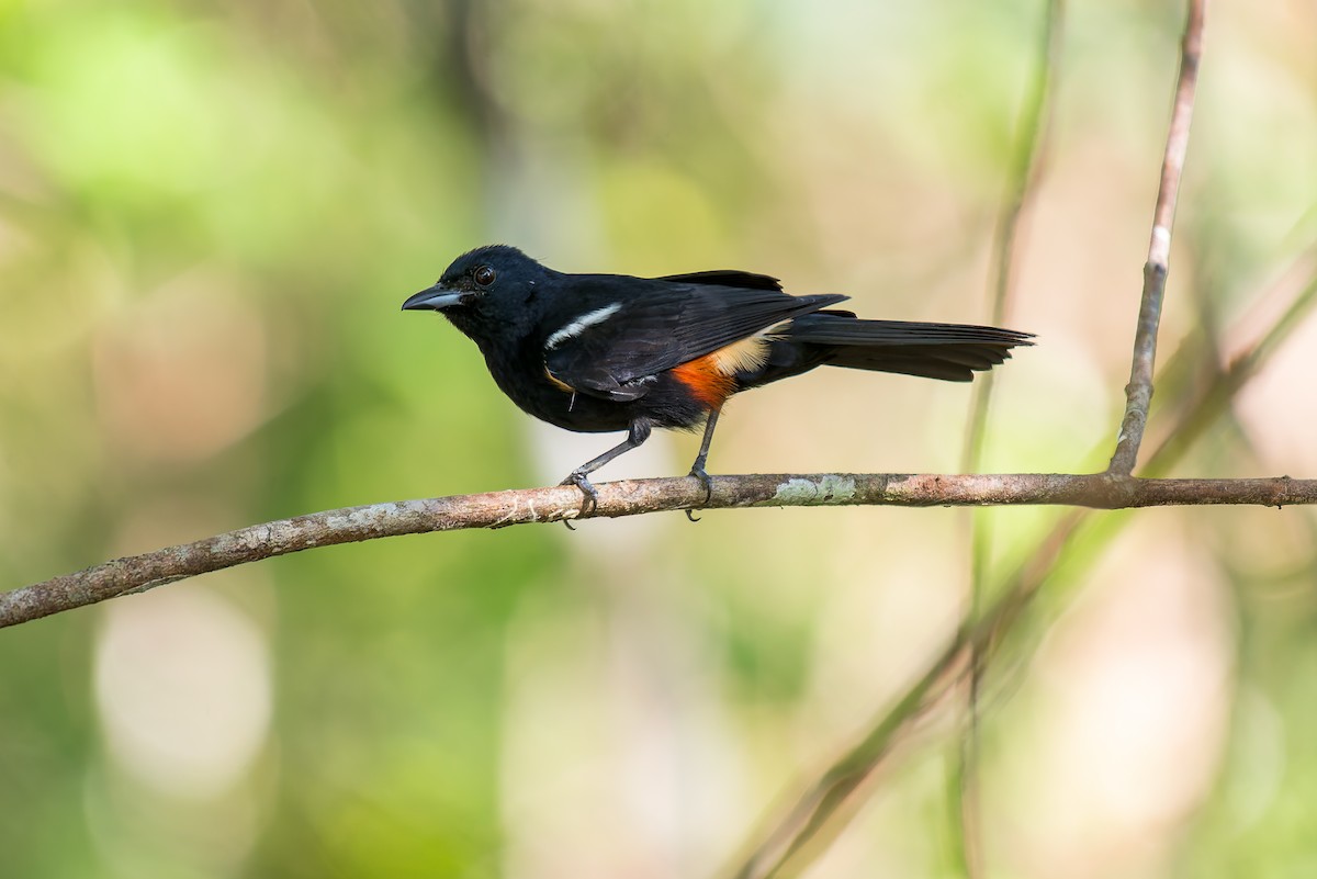 Fulvous-crested Tanager - ML635914636