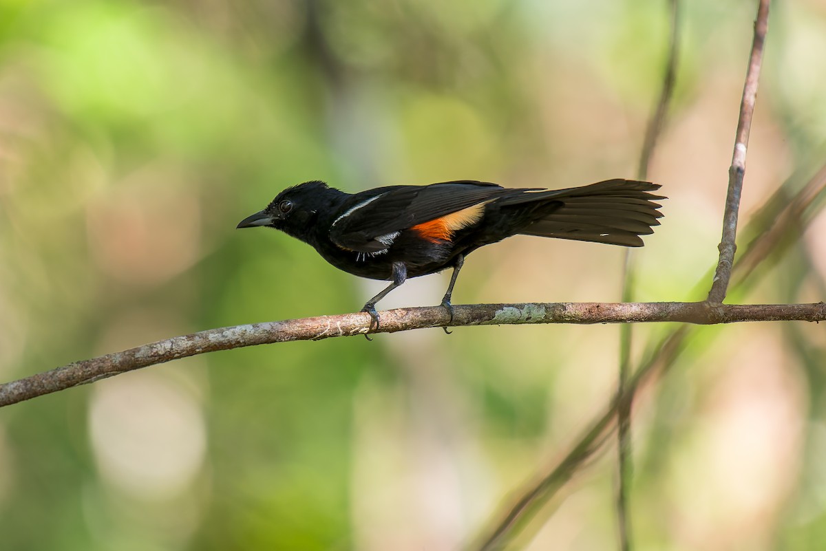 Fulvous-crested Tanager - ML635914637