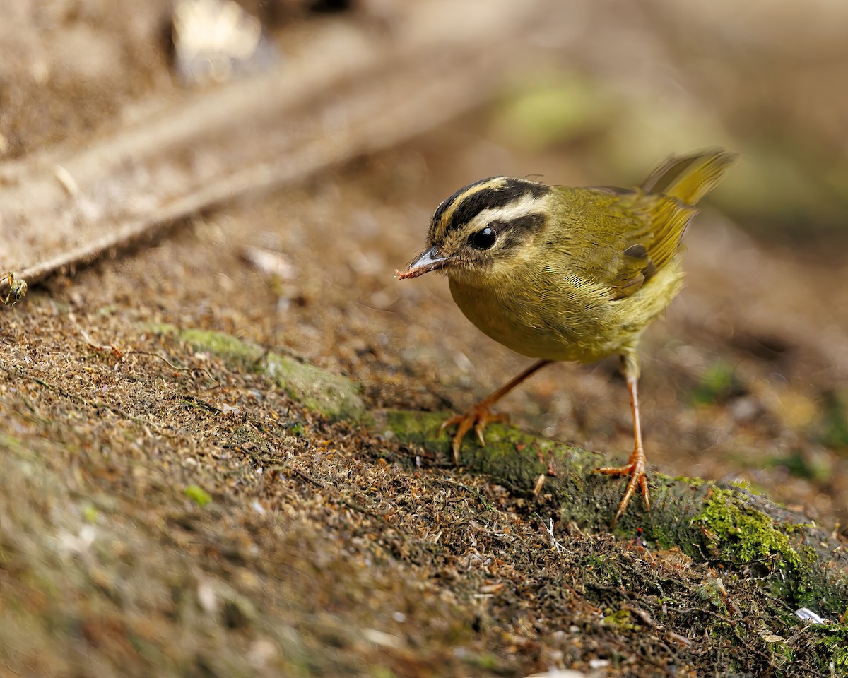 Three-striped Warbler (daedalus) - ML635914727