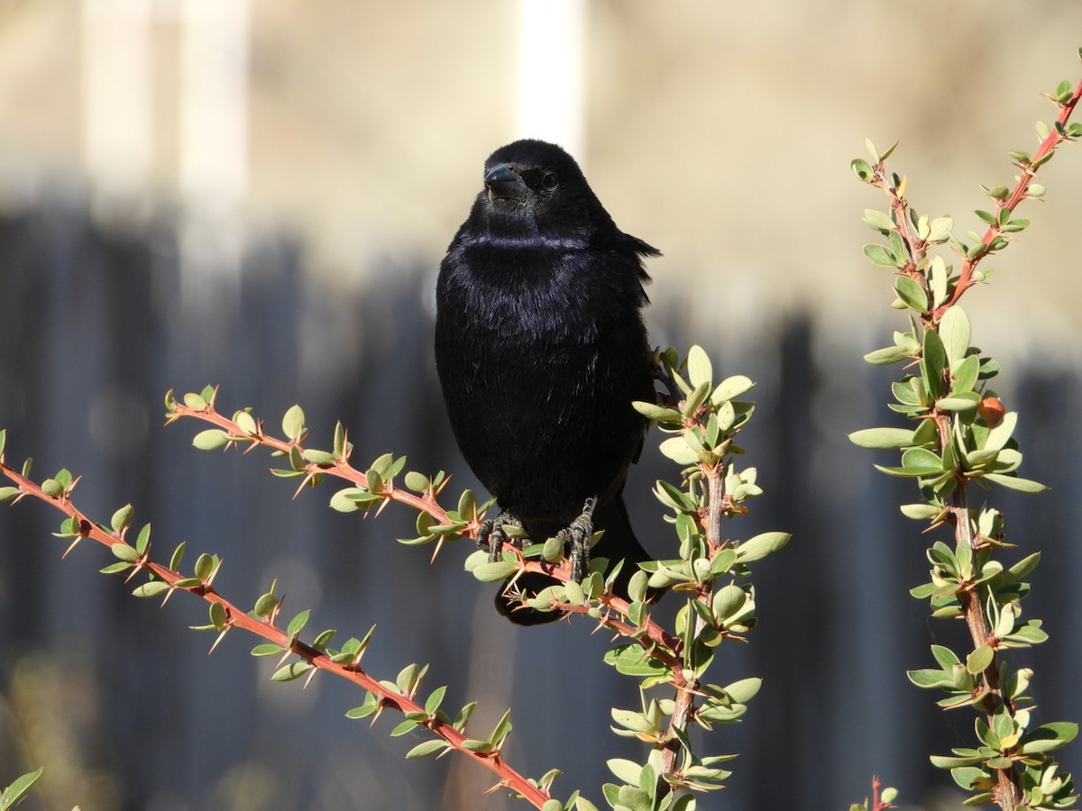 Shiny Cowbird - ML635914774