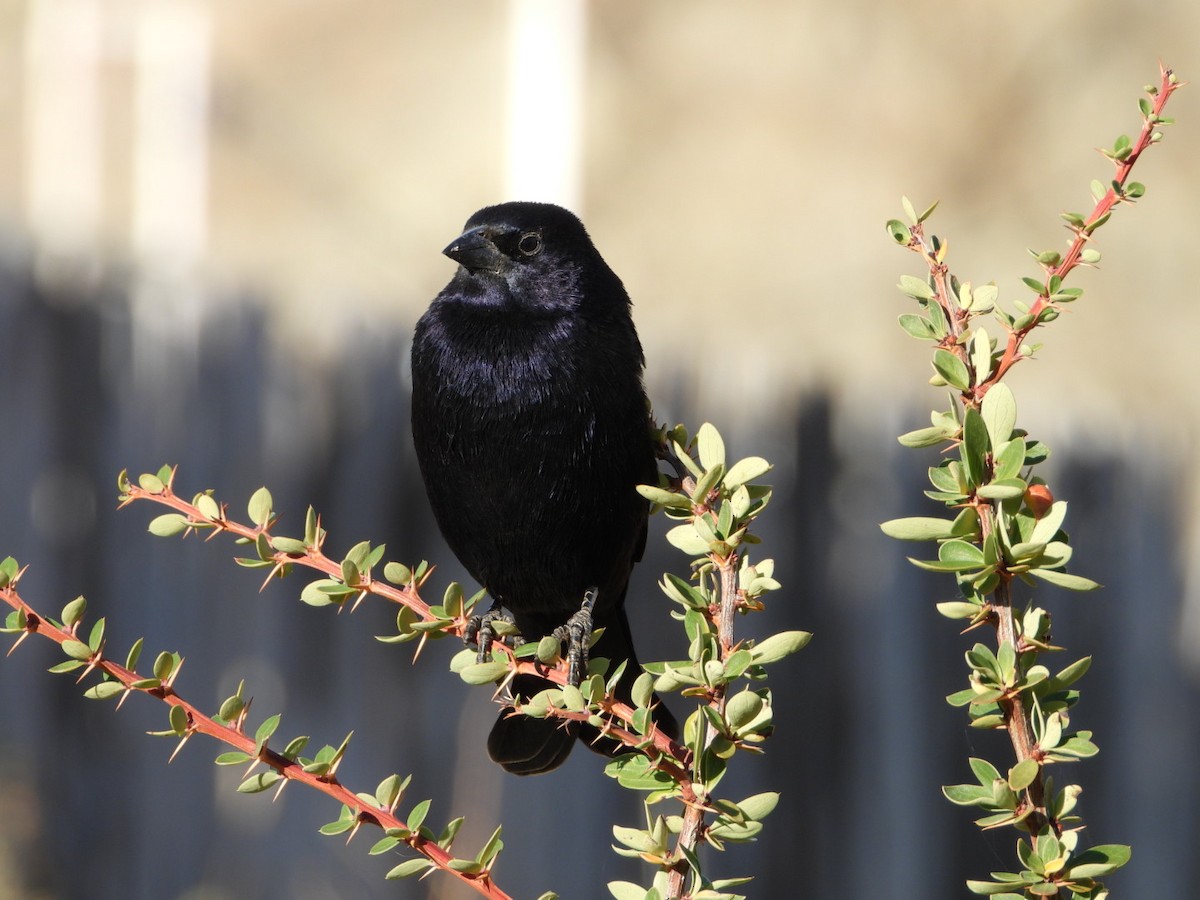 Shiny Cowbird - ML635914775