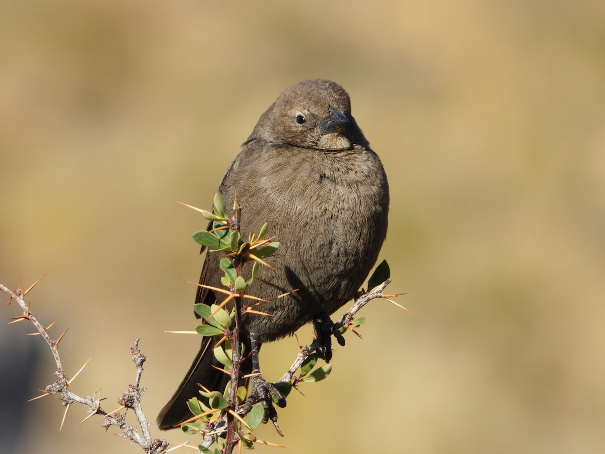 Shiny Cowbird - ML635914780