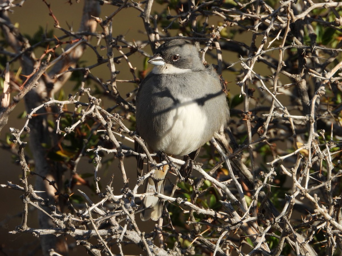 Diuca Finch - ML635914821