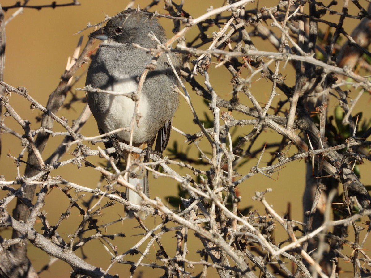 Diuca Finch - ML635914822