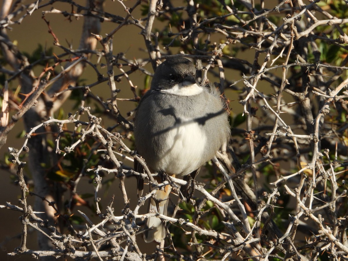 Diuca Finch - ML635914823