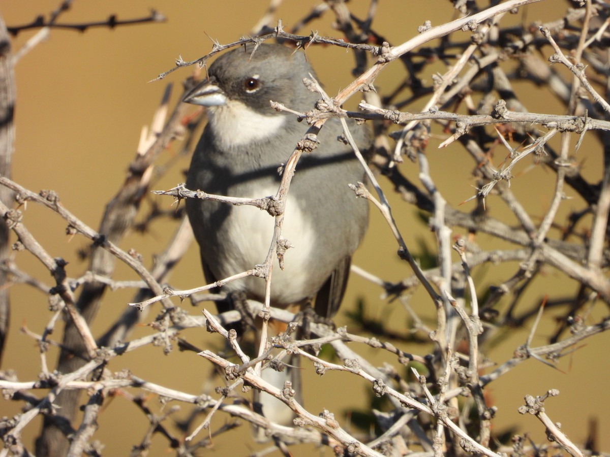 Diuca Finch - ML635914824