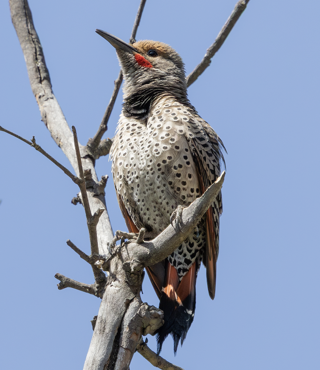 Northern Flicker - ML635914880