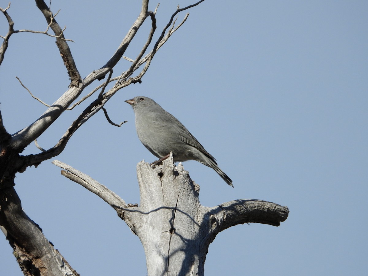 Plumbeous Sierra Finch - ML635914894