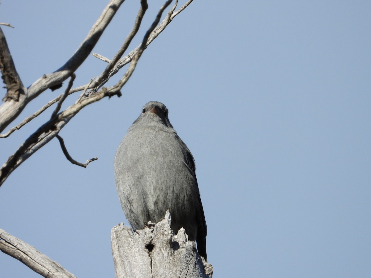 Plumbeous Sierra Finch - ML635914895