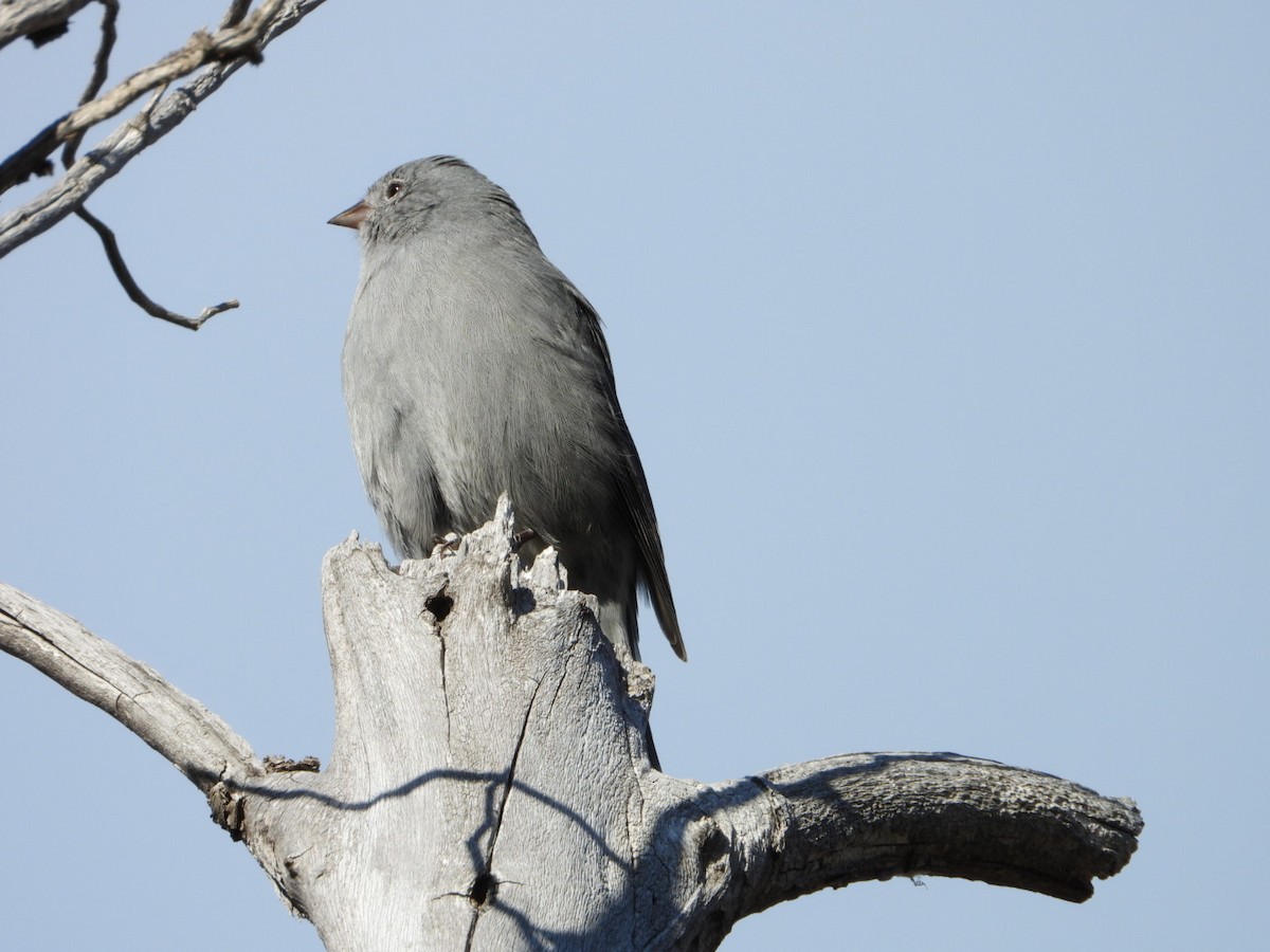 Plumbeous Sierra Finch - ML635914896