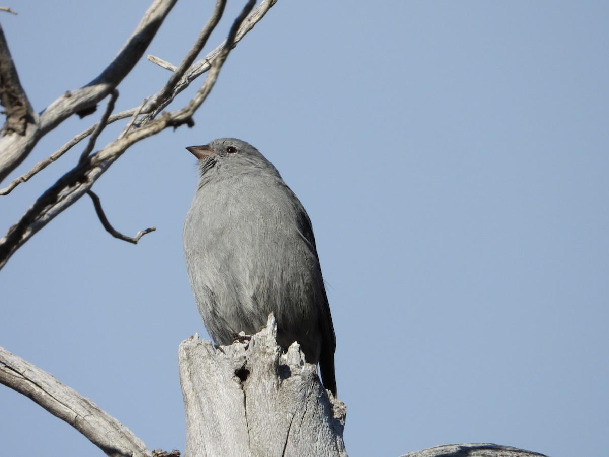 Plumbeous Sierra Finch - ML635914897