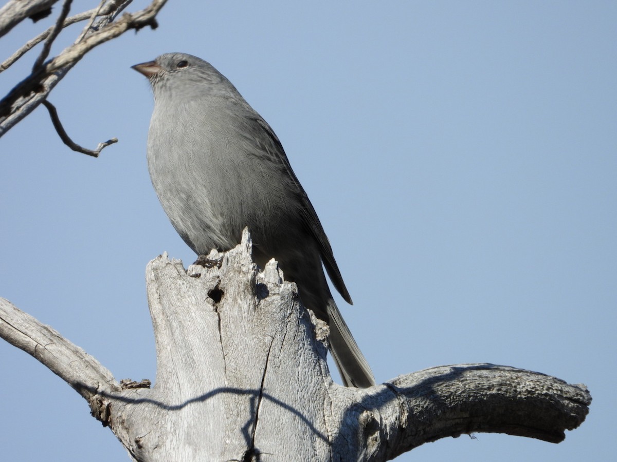 Plumbeous Sierra Finch - ML635914898