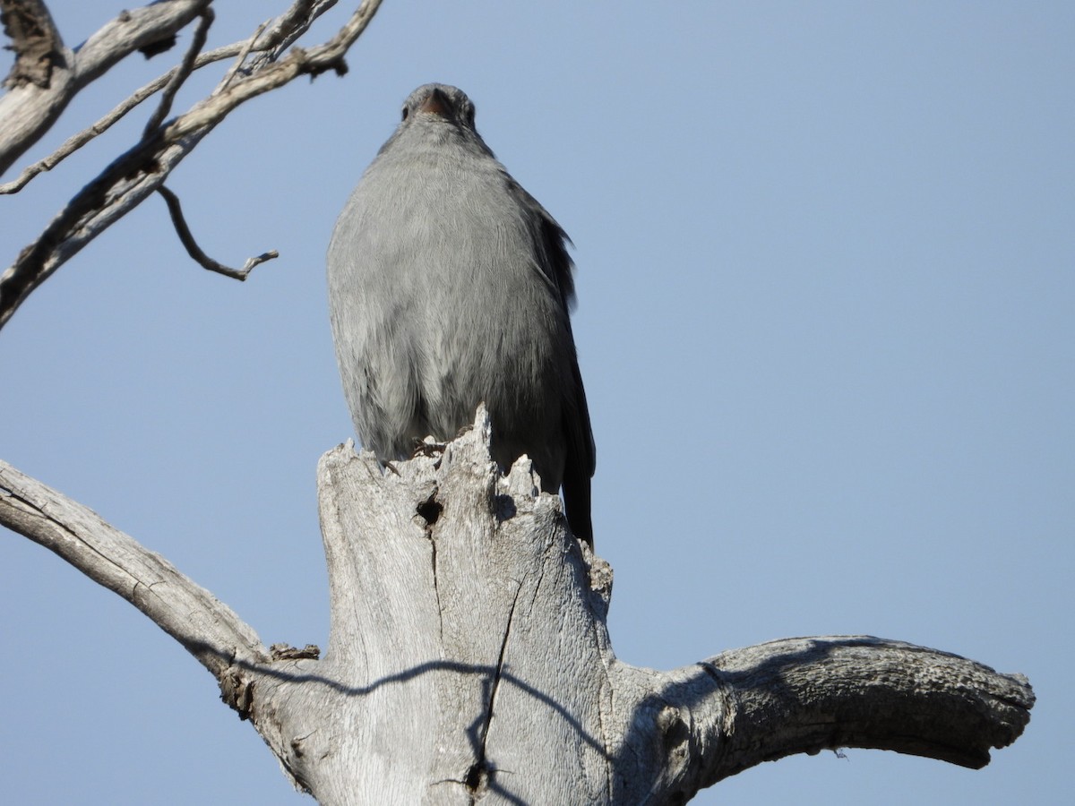 Plumbeous Sierra Finch - ML635914899