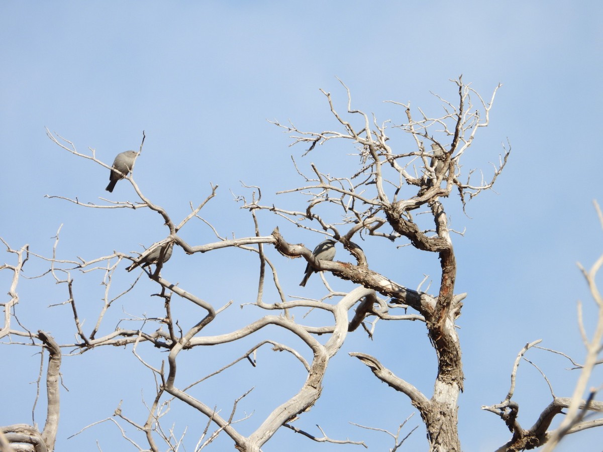 Plumbeous Sierra Finch - ML635914900