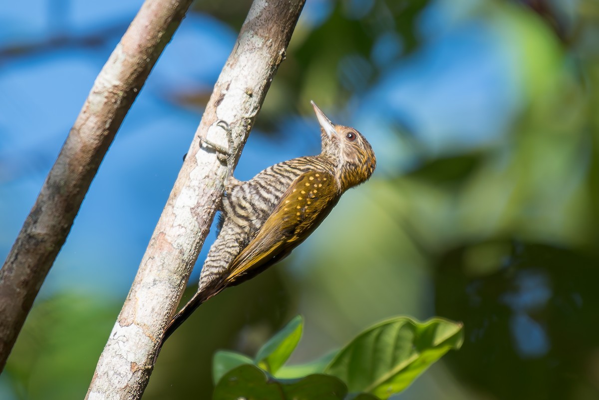 Golden-collared Woodpecker - ML635914975
