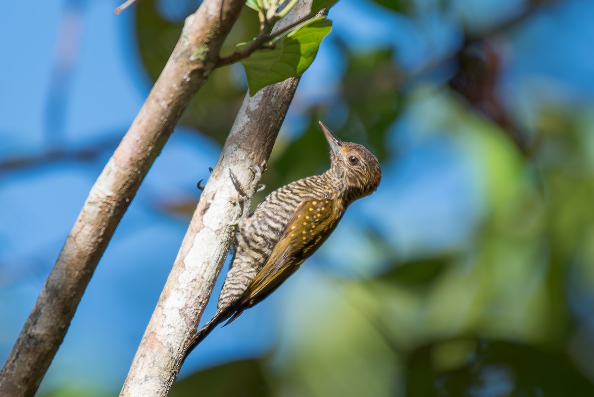 Golden-collared Woodpecker - ML635914976